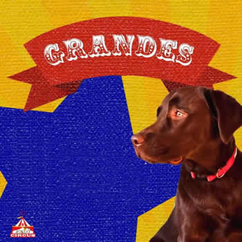 Banho e Tosa de Cães e Gatos na Pet Circus