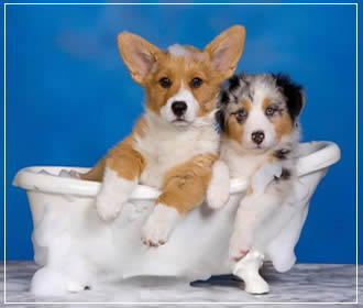 banho e tosa na pet circus