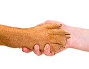 pet circus petshop banho e tosa