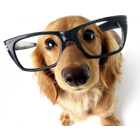 pet circus petshop banho e tosa